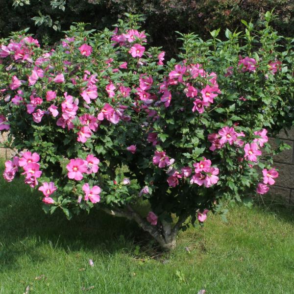 StrauchEibisch Hibiscus syriacus Bienenroute
